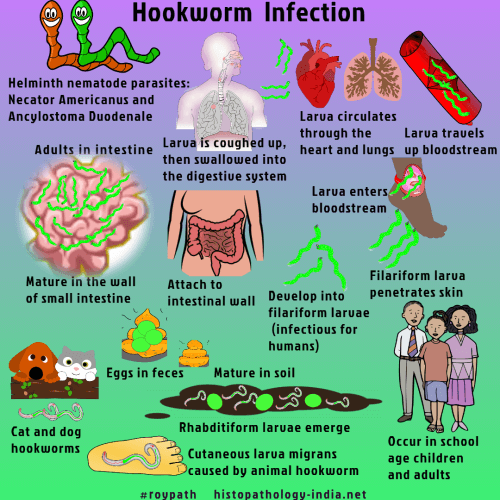 hookworm in humans